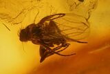 Fossil Fly (Diptera) and a Spider (Araneae) In Baltic Amber #139068-2